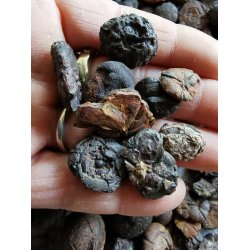 50g Sm Ubehandlede Goniatit Fossiler i lille glas 