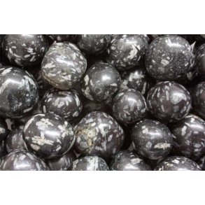 Chrysantemum Lommesten