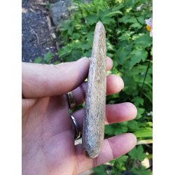 Speciel Dino - Atlasaurus Poleret Knogle - Rustik Poleret - Nr. 1