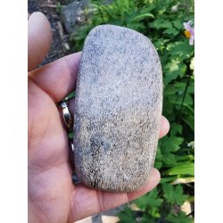 Speciel Dino - Atlasaurus Poleret Knogle - Rustik Poleret - Nr. 1