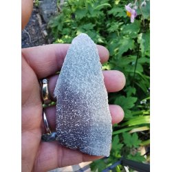 Speciel Dino - Atlasaurus Poleret Knogle Skive nr. 2 