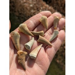  Mosasaurus Tand - Lille 2 - 2,5 cm 