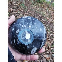 Smuk Orthoceras Fossil Skl Nr. 22 - Nedsat - B kvalitet