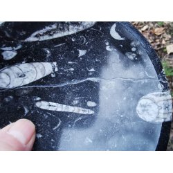 Smuk Orthoceras Fossil Skl Nr. 22 - Nedsat - B kvalitet