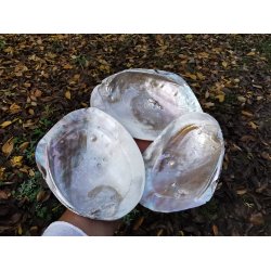 Smuk Naturlig Perlemor Skal 13 -15 cm 