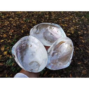 Smuk Naturlig Perlemor Skal 13 -15 cm 