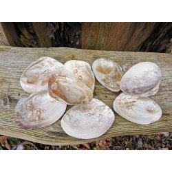 Smuk Naturlig Perlemor Skal 13 -15 cm 