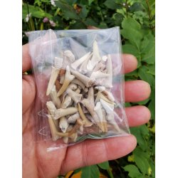 Sm Fossile Hajtnder - dele mv - Pose med 30g 