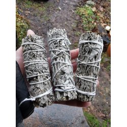  Smudge - Hvid Salvie - Salvia Apiana Fra  USA -  10 - 11 cm 