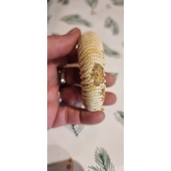 Smuk Ammonit - Perisphinctes  - Madagaskar Nr. L2