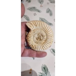 Smuk Ammonit - Perisphinctes  - Madagaskar Nr. L2