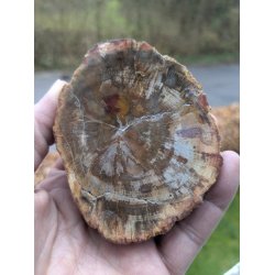 Smuk Forstenet Tr - Mellemstor Skive -  Rustik poleret skive - Nr. 46