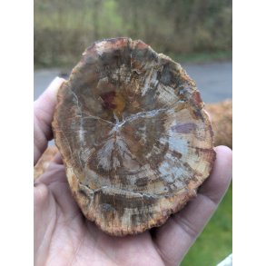 Smuk Forstenet Tr - Mellemstor Skive -  Rustik poleret skive - Nr. 46