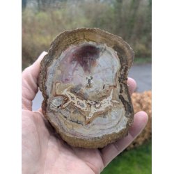 Smuk Forstenet Tr - Mellemstor Skive -  Rustik poleret skive - Nr. 48