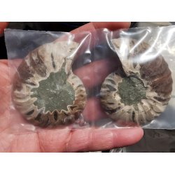 Smukt Ammonit Par Fra Majunga, Madagaskar St 15