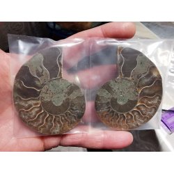 Smukt Ammonit Par Fra Majunga, Madagaskar St 16