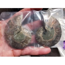 Smukt Ammonit Par Fra Majunga, Madagaskar St 16