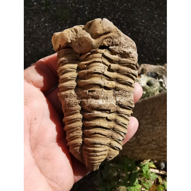 Lkker Trilobit - Trilobite  Fossil Nr. 128