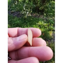 Eksklusivt Libysk rkenglas Nr. 20073