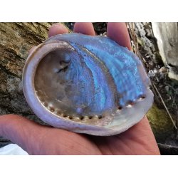 Smuk Lys Mini Abalone Skal 7-9 cm - 2 sortering