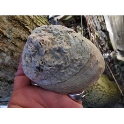 Smuk Lys Mini Abalone Skal 7-9 cm - 2 sortering