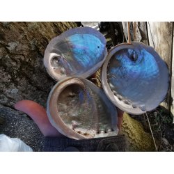 Smuk Lys Mini Abalone Skal 7-9 cm - 2 sortering