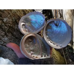 Smuk Lys Mini Abalone Skal 7-9 cm - 2 sortering