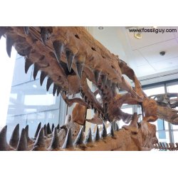  Mosasaurus Tand - Lille 2 - 2,5 cm 