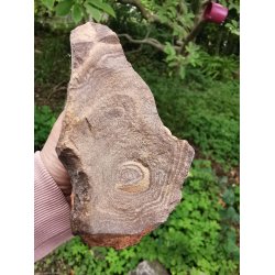 R Boulder Opal fra Australien - 775g 