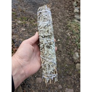 XXL Smudge - Hvid Salvie - Salvia Apiana Fra  USA -  22-23 cm 